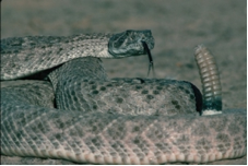 Right-click here to download pictures. To help protect your privacy, Outlook prevented automatic download of this picture from the Internet. Western diamondback rattlesnake.