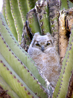 great horned owl baby