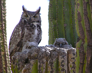 great horned owl mom and babies in nest