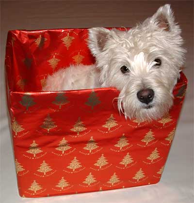 dog in box