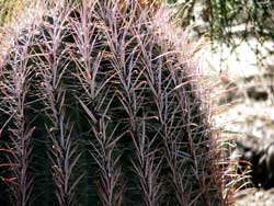 barrel cactus