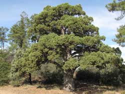 alligator juniper tree