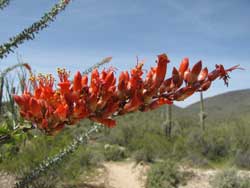 ocotillo flower