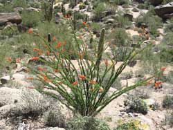 ocotillo plant