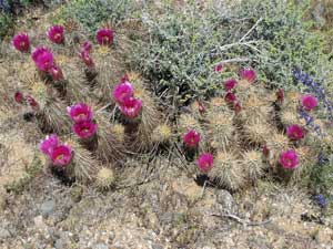 hedgehog cactus