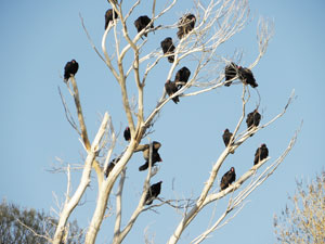 turkey vultures