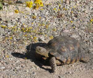 desert tortoise