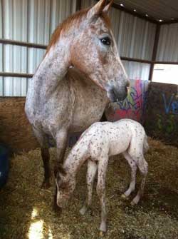 mother horse and foal
