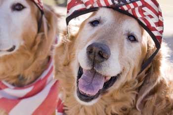 july 4th dogs
