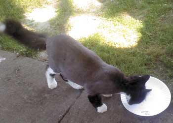 harley - shaved cat