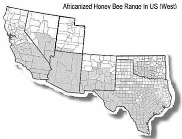 map of africanized bees in the western us