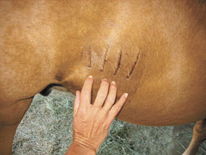 scratched horse