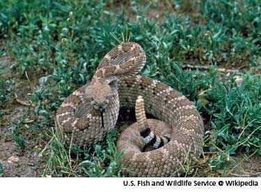 crotalus