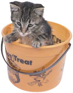 halloween cat in a treat bucket