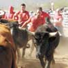 running of the bulls in cave creek