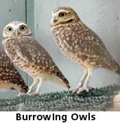 burrowing owls