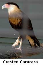 crested caracara