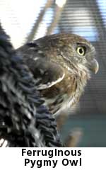 pygmy owl