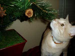 cat by christmas tree