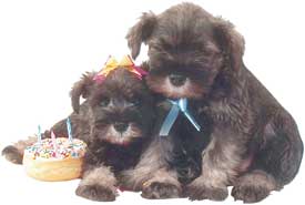 DOGS AND BIARTHDAY CAKE