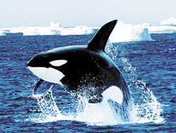 orca