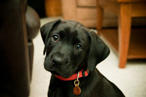 black lab puppy