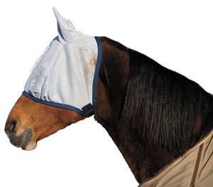 horse with flymask