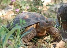 desert tortoise