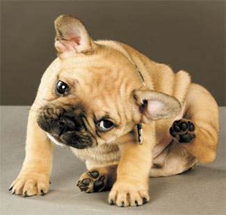 scratching bulldog pup