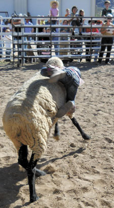 mutton bustin