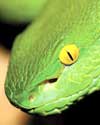 green snake from phs