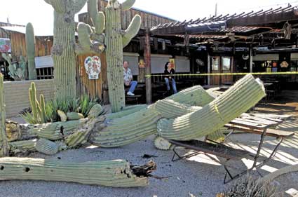 fallen saguaro at horny toad