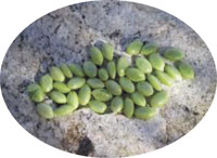 palo verde peas