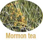 mormon tea