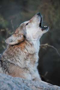 howling wolf