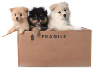 puppies in box