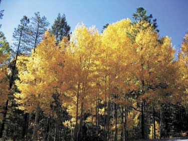 aspens