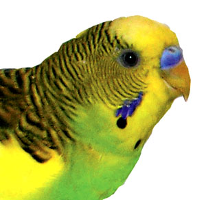 parakeet