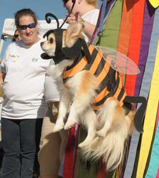 pet costume