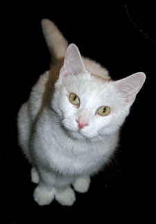 Gabriel white cat