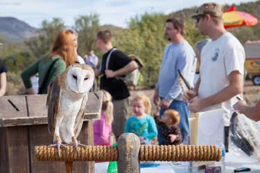 barn owl