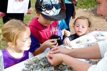 kids and owl pellets