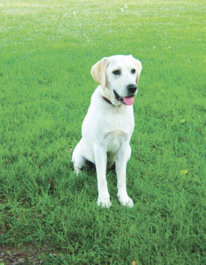 white labrador