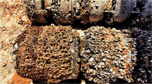 quagga mussels