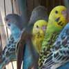 parakeets