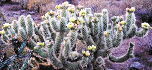 cholla photo by tammy manganelli