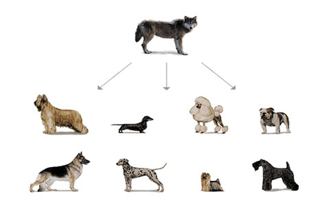 dog family tree