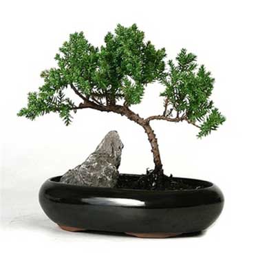 bonsai