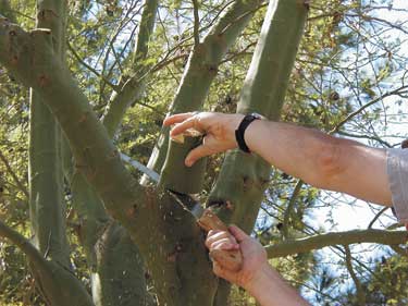 tree pruning