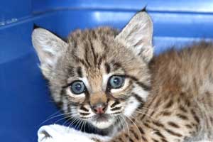 baby bobcat